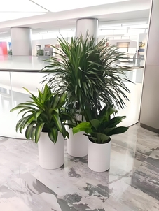 海曙花卉租摆方案 海曙花卉租摆方案